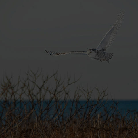 Snowy Owl