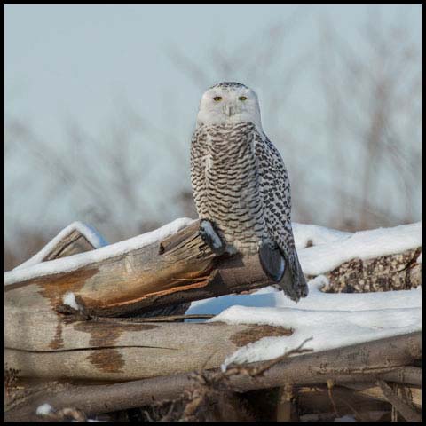 Snowy Owl