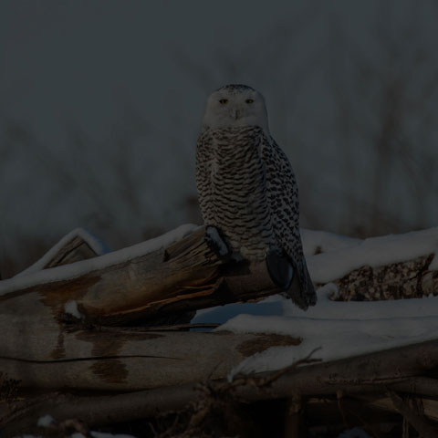 Snowy Owl