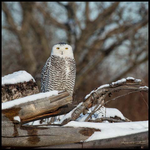 Snowy Owl