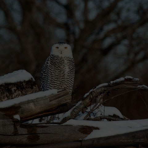 Snowy Owl