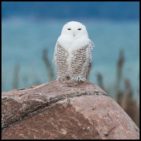 Snowy Owl