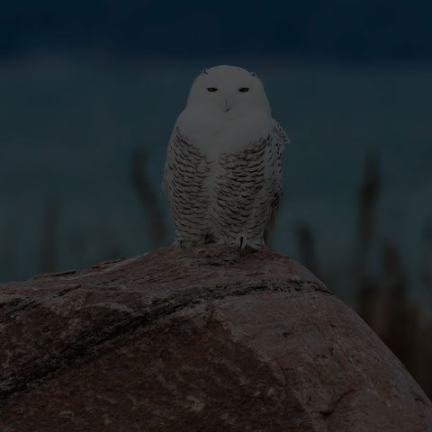 Snowy Owl