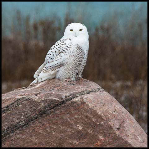 Snowy Owl