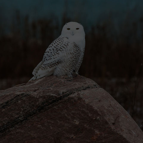 Snowy Owl