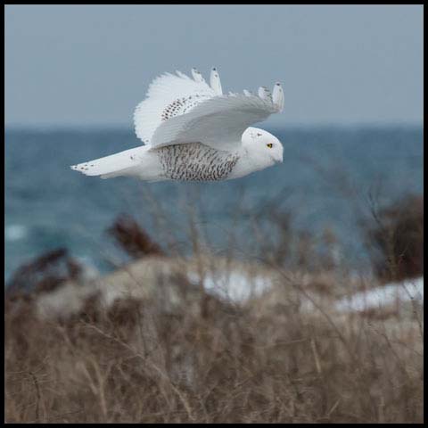 Snowy Owl
