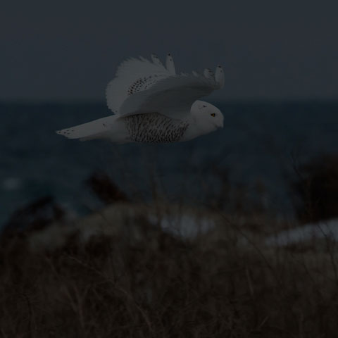Snowy Owl
