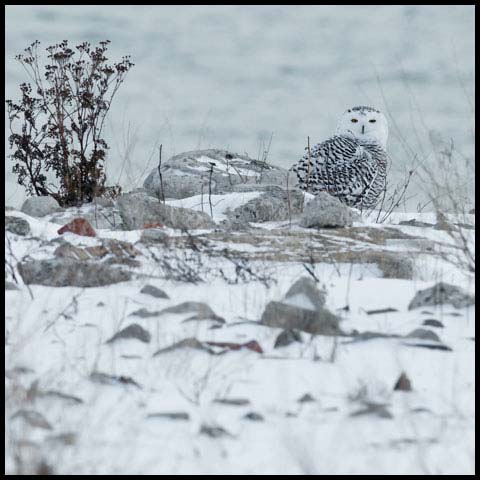 Snowy Owl