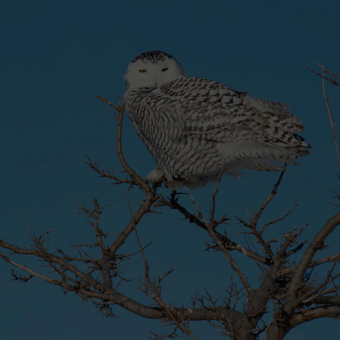 Snowy Owl