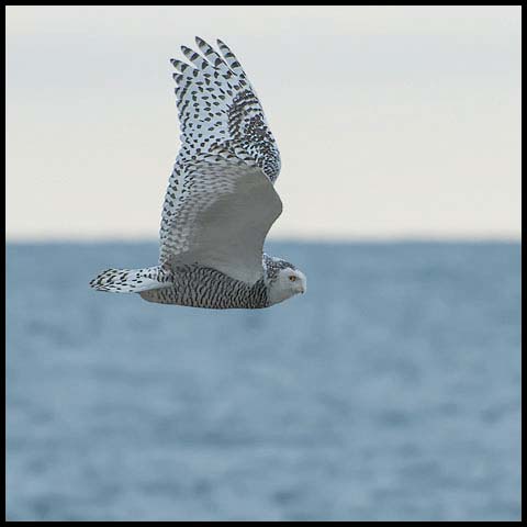Snowy Owl