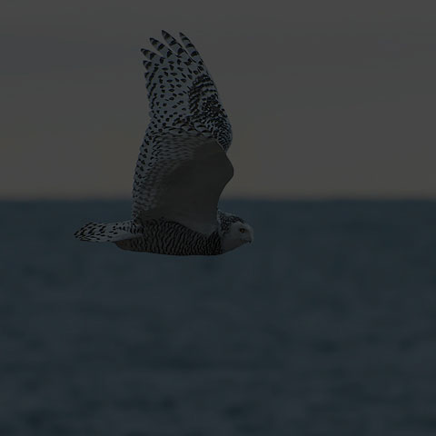 Snowy Owl