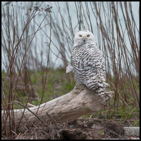 Snowy Owl