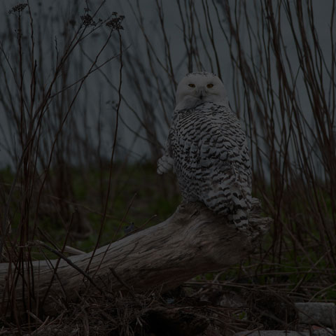 Snowy Owl