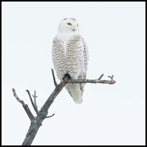 Snowy Owl