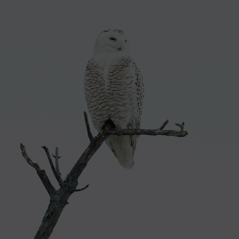 Snowy Owl