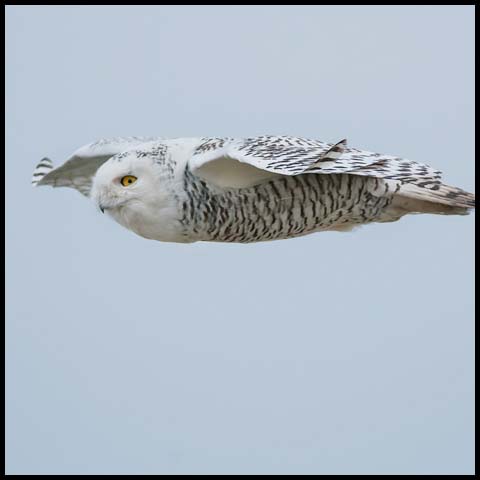 Snowy Owl