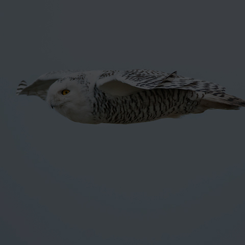Snowy Owl