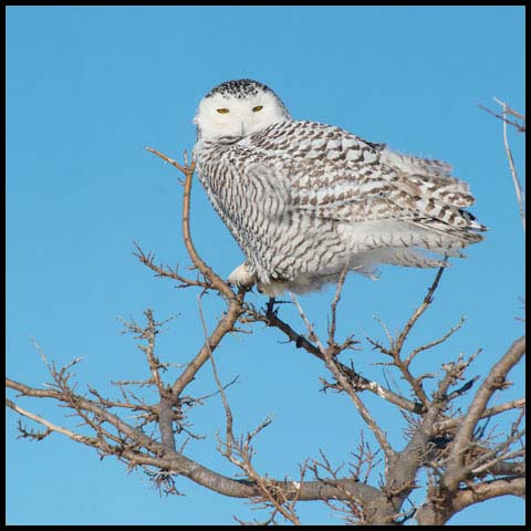 Snowy Owl