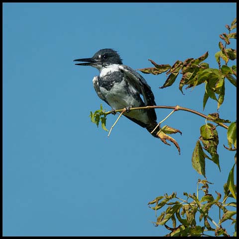 Belted Kingfisher