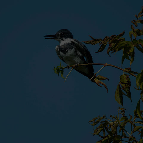 Belted Kingfisher