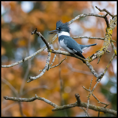 Belted Kingfisher