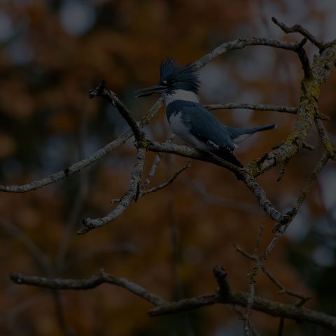 Belted Kingfisher