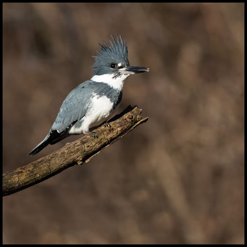 Belted Kingfisher