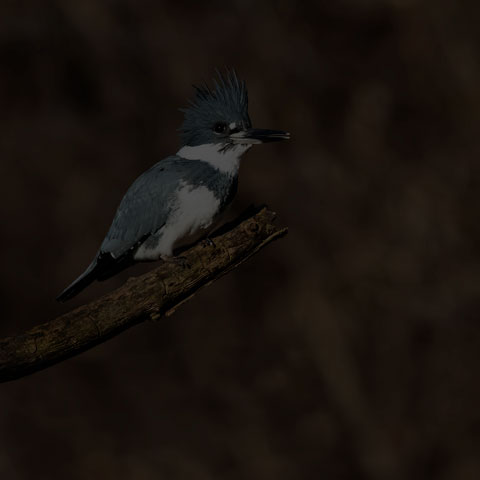 Belted Kingfisher