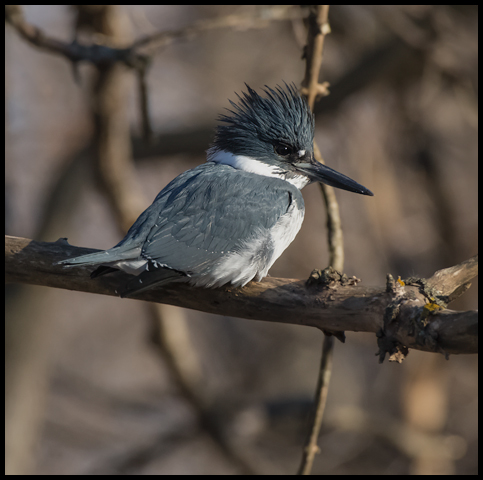 Belted Kingfisher
