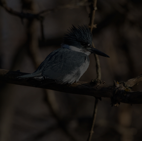 Belted Kingfisher