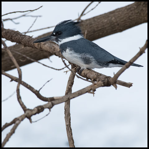 Belted Kingfisher