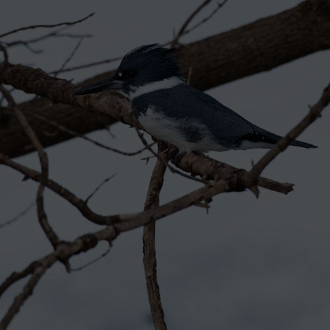 Belted Kingfisher