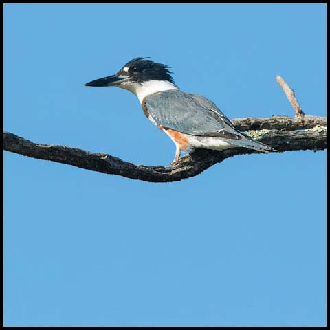 Belted Kingfisher