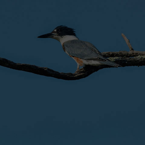 Belted Kingfisher