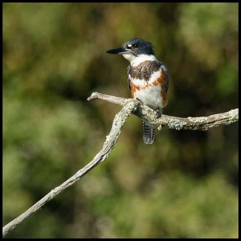 Belted Kingfisher