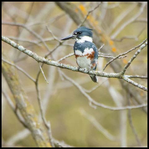 Belted Kingfisher