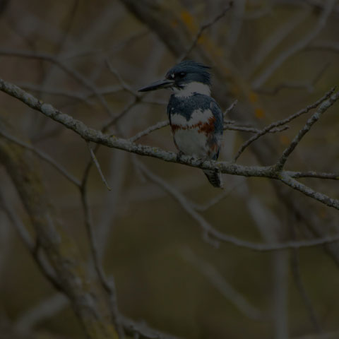 Belted Kingfisher