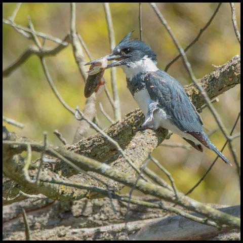 Belted Kingfisher
