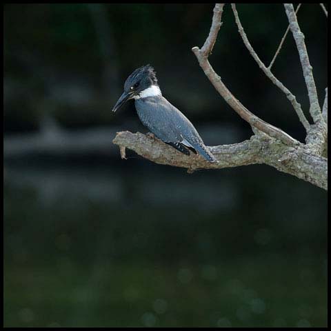 Belted Kingfisher