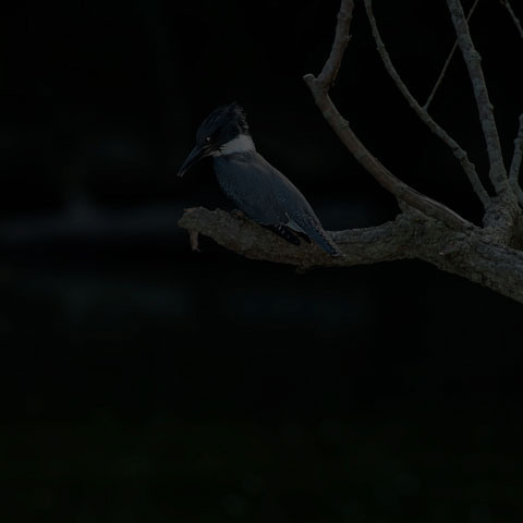 Belted Kingfisher