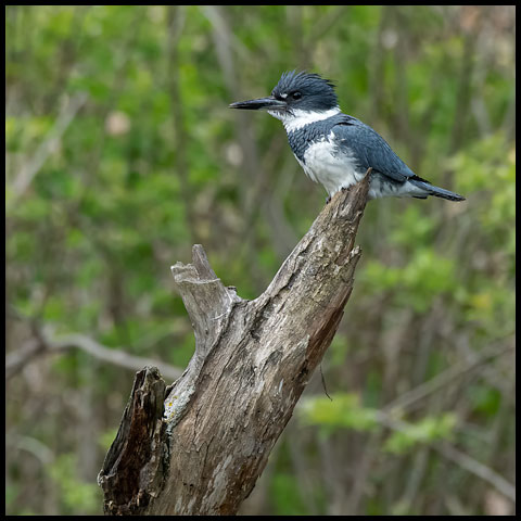 Belted Kingfisher