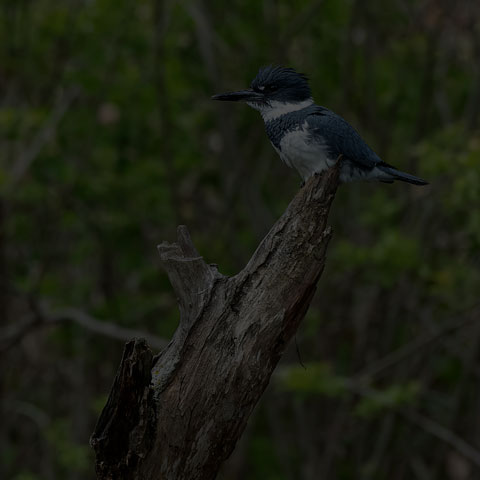 Belted Kingfisher