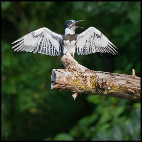 Belted Kingfisher