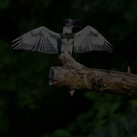 Belted Kingfisher