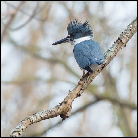 Belted Kingfisher