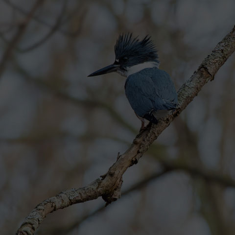 Belted Kingfisher