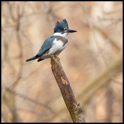 Belted Kingfisher