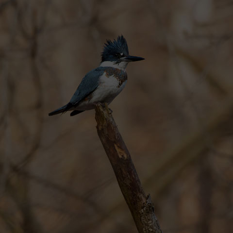 Belted Kingfisher