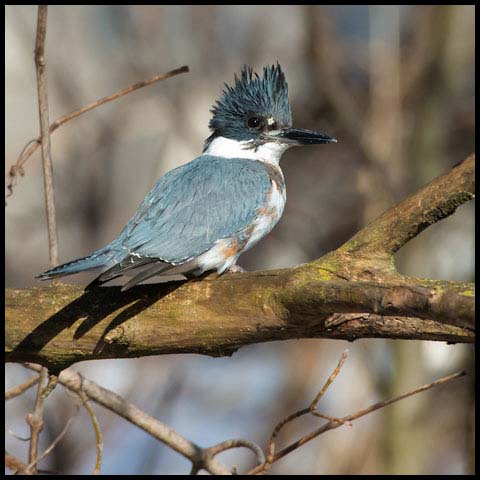 Belted Kingfisher