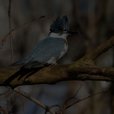 Belted Kingfisher